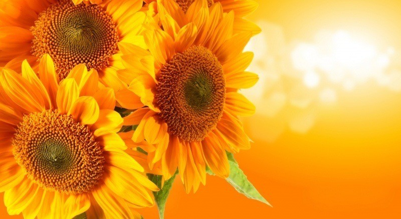 fond d'écran HD fleurs flower sunflower tournesol image photo wallpaper