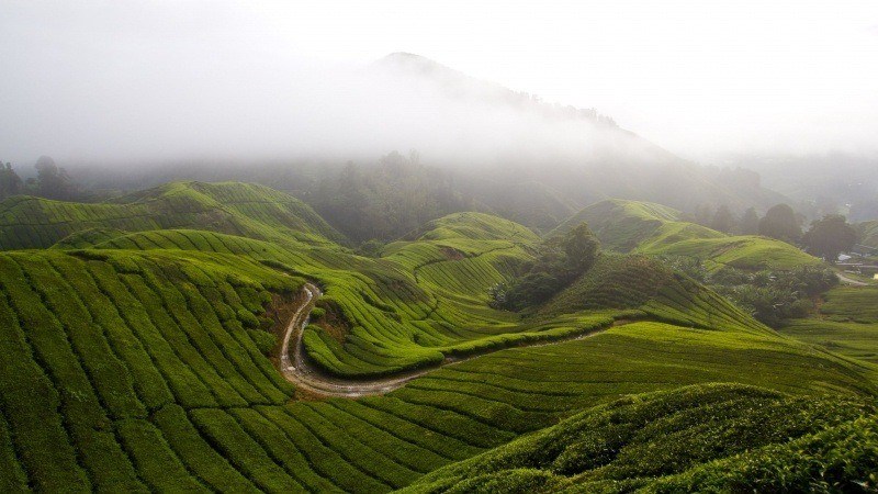 plantation de thé dans les nuages de montagne photo fond écran wallpaper