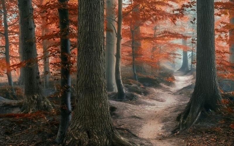 image automne nature forêt feuilles rousses atmosphère du matin humide brumes chemin fond écran