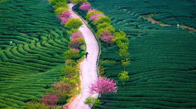 image plantation de thé avec cerisier arbre en fleurs bordure chemin photo