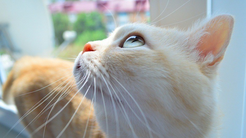 fond écran animal domestique image HD chat blanc gros plan tête photo