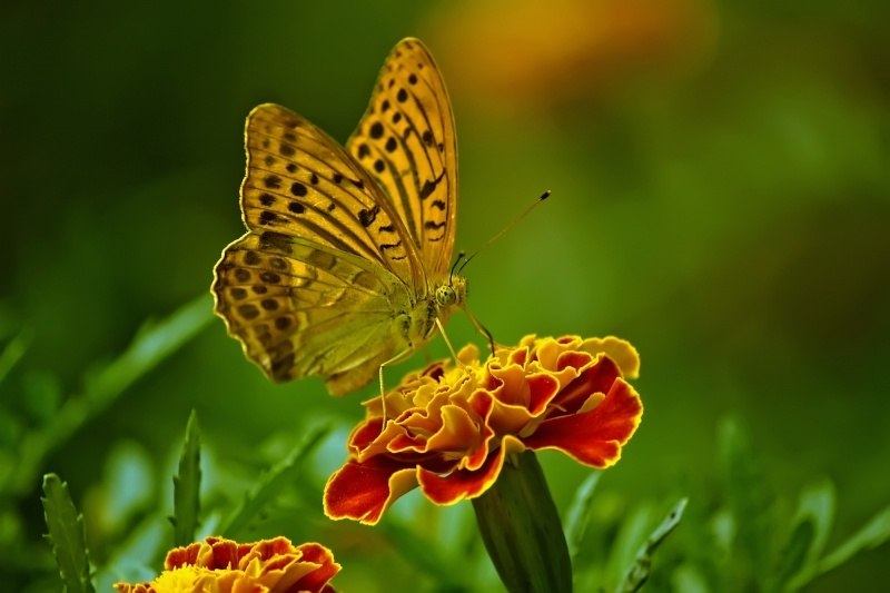 image photo papillon posé sur fleur œillet d'inde