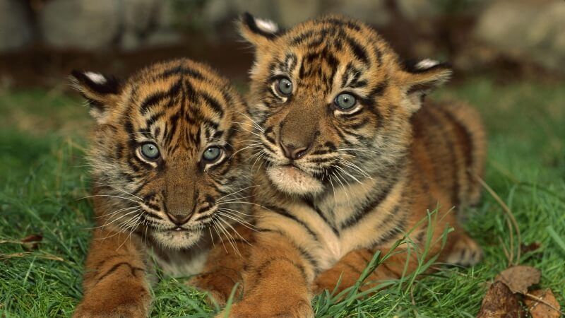 fond d'écran HD animaux félins jeunes tigres photo télécharger wallpaper gratuit
