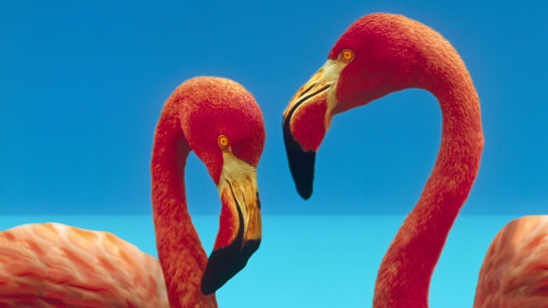 Wallpaper HD duo flamants rose sur fond bleu animaux oiseaux sauvages