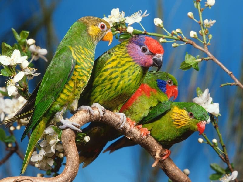 wallpaper oiseaux multicolores fond d'écran photo