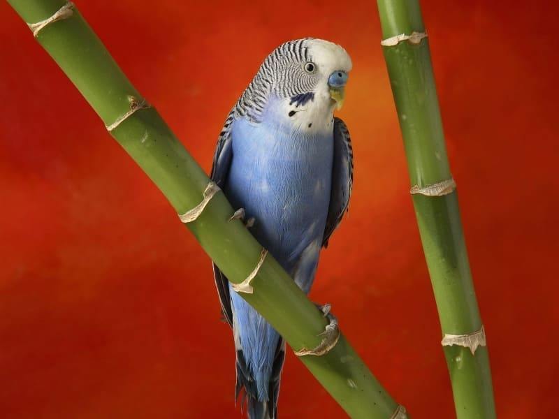 fond d'écran HD perruche ondulée bleu mâle sur branche bambou photo wallpaper