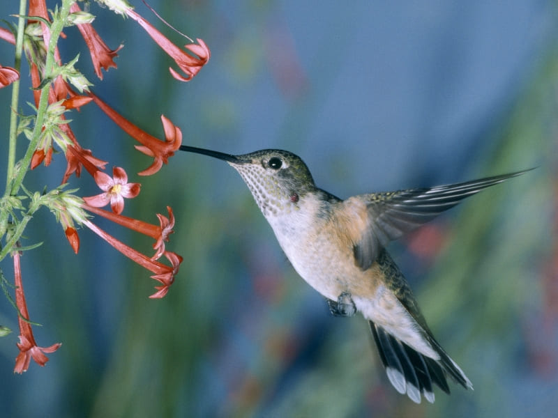 Fond écran HD colibri en vol qui butine photo wallpaper oiseau exotique