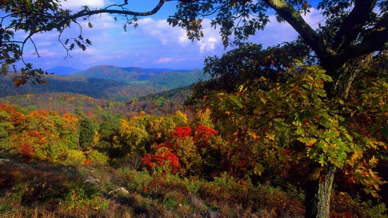 fond d'écran paysage forêt automne nature colline photo wallpaper HD gratuit