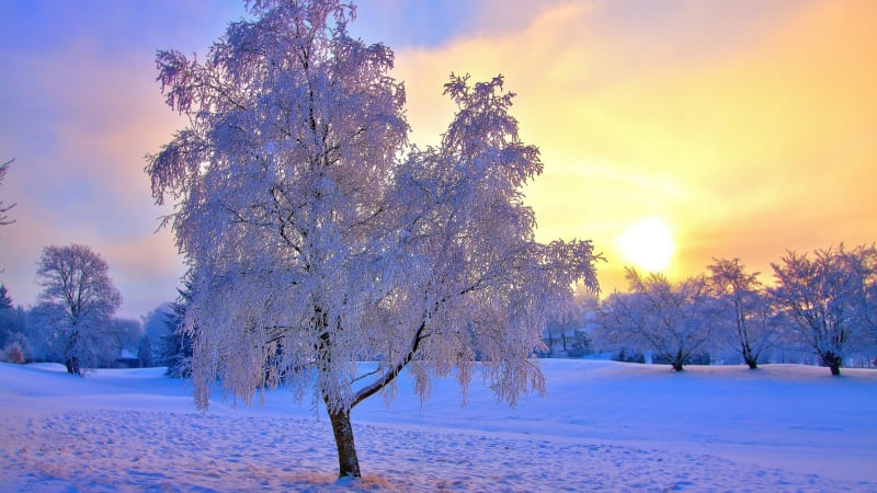 fond d'écran HD paysage arbre givré hiver neige wallpaper HR