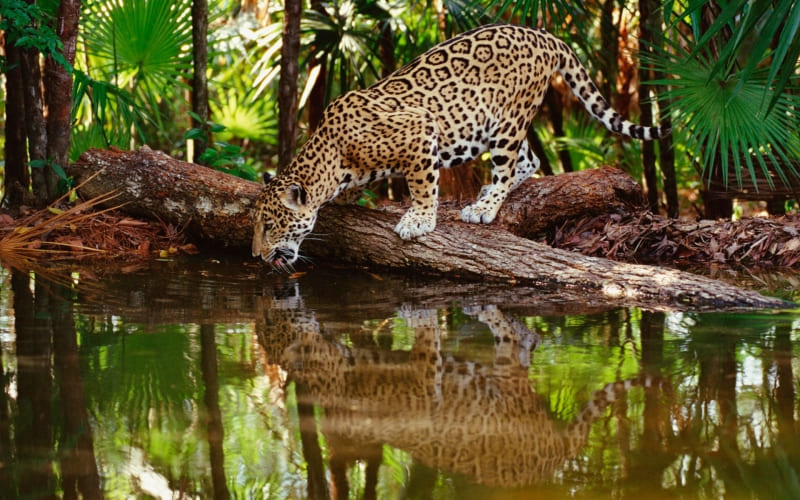 fond d'écran animal jaguar dans la jungle wallpaper HD photo bureau Windows