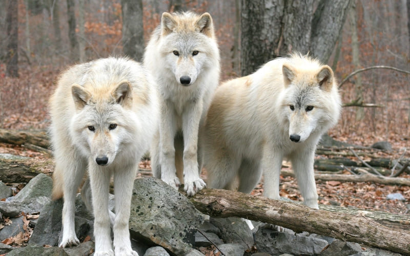 fond écran 3 loups blancs dans la forêt wallpaper photo HD
