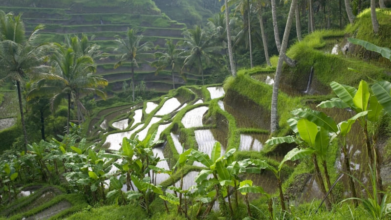 fond écran Indonésie Bali rizières wallpaper image photo HD
