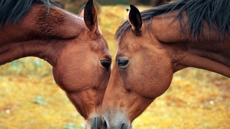 Fond écran animaux chevaux tête à tête wallpaper photo image télécharger gratuit