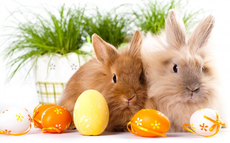 Fond écran HD lapins de pâques et oeufs peints easter bunny eggs wallpaper photo image free