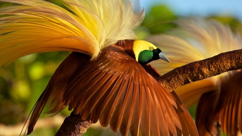 Fond écran HD oiseaux de paradis paradisiers grand-émeraude animaux photo wallpaper gratuit background