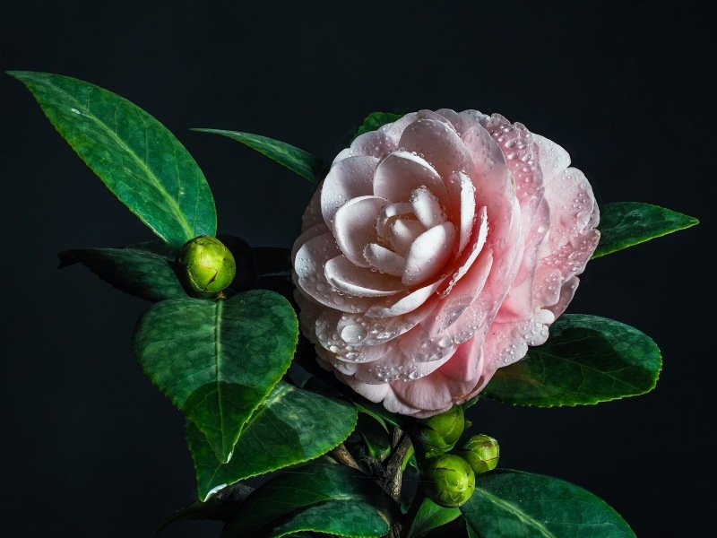 fond d'écran HD fleur de thé rose pâle image photo wallpaper gratuit