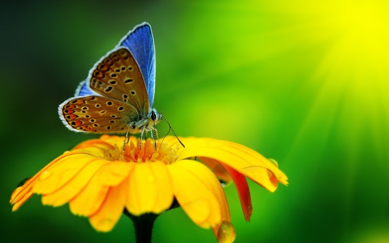 Fond ecran HD papillon aile bleu sur fleur jaune butterfly on yellow flower wallpaper