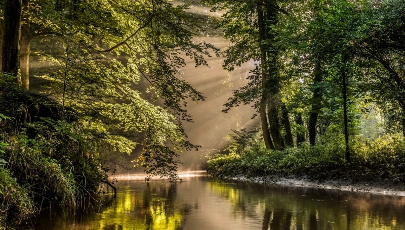 Fond ecran HD nature et paysage forêt et rivières arbres feuilles vertes éclat de soleil image photo picture wallpaper