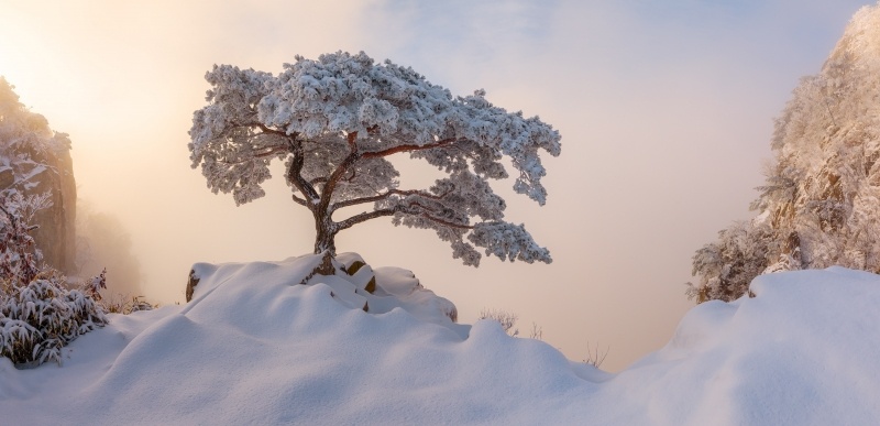 fond d'écran HD photo arbre gelé sous la neige en montagne image picture wallpaper PC Mac
