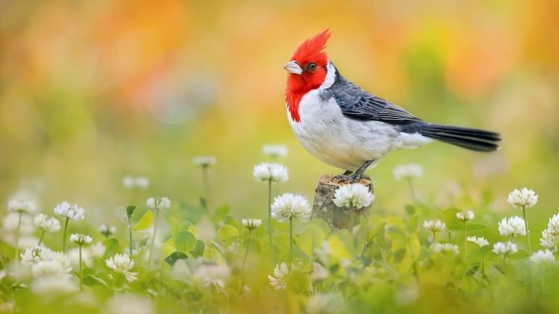 Fond d'écran HD photo oiseau cardinal tête rouge dans champs de trèfle campagne image picture wallpaper