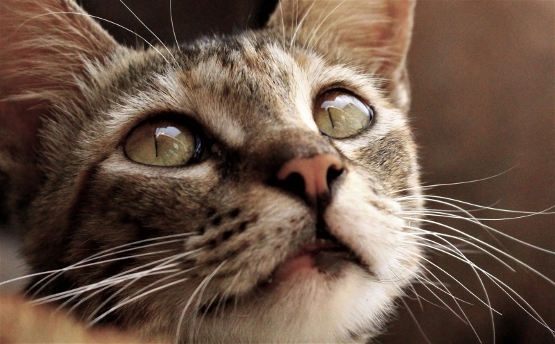 Fond d'écran HD animal domestique chat tigré gros plan image picture wallpaper cat head