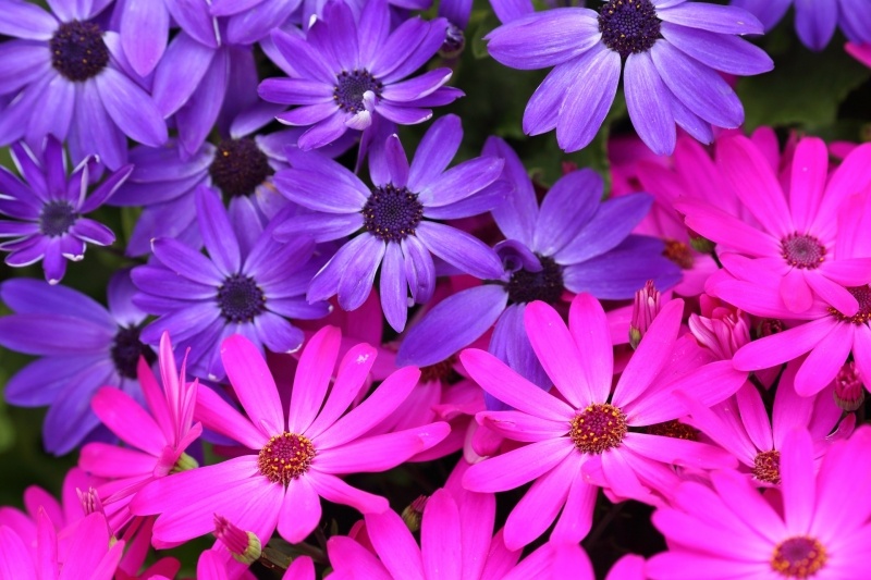 Fond ecran HD fleurs colorées bleu et rose nature plante photo image picture wallpaper desktop