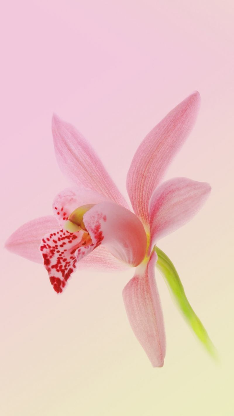 Fond ecran smartphone mobile Samsung orchidée rose image picture télécharger gratuit wallpaper