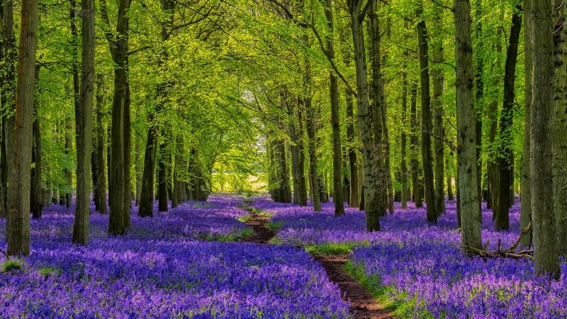 fond ecran hd photo lisière de forêt au printemps fleurs violette en bord de chemin de terre image picture wallpaper