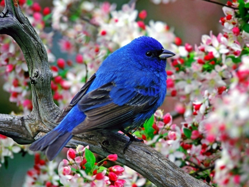 Fond écran HD animal oiseau bleu et gris dans arbre en fleurs photo wallpaper