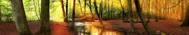 Fond écran HD panoramique sous bois forêt et rivière au printemps paysage nature