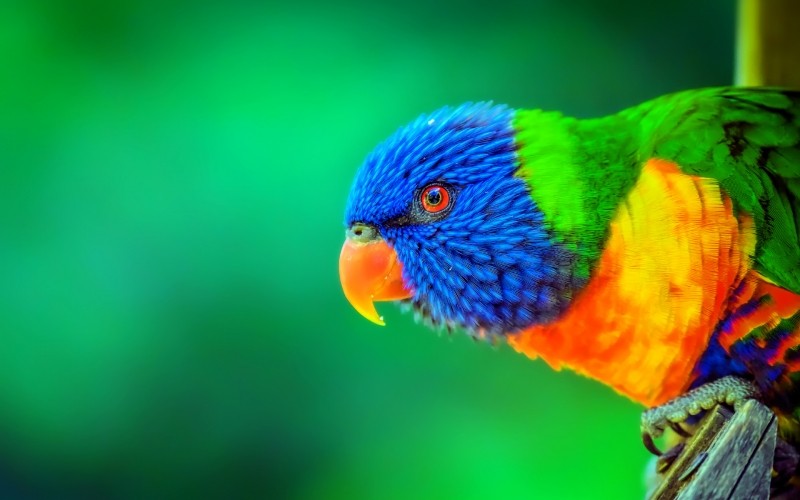 Fond écran HD oiseau Loriquet arc-en-ciel à tête bleu d'Australie