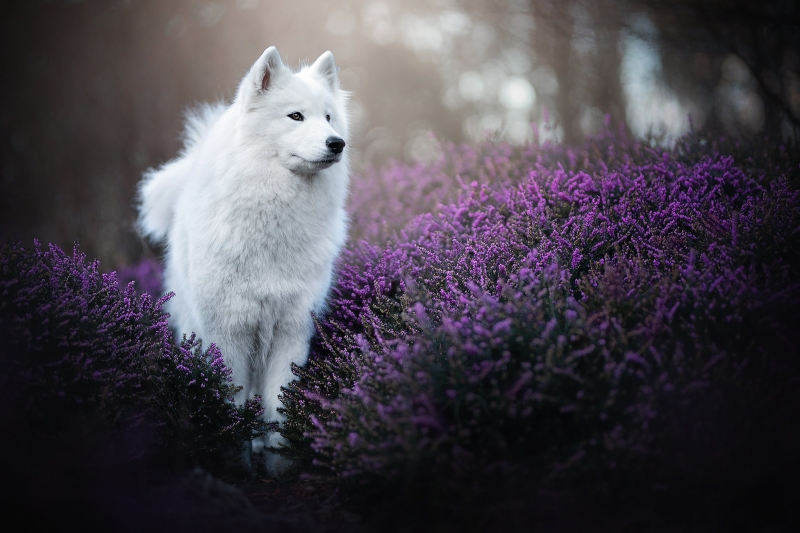 Fond écran HD animal chien blanc immaculé en forêt avec fleur de bruyère mauve image télécharger gratuit