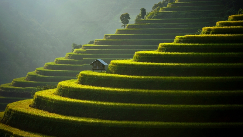 Fond écran HD Asie paysage nature rizière en escalier avec cabane bois
