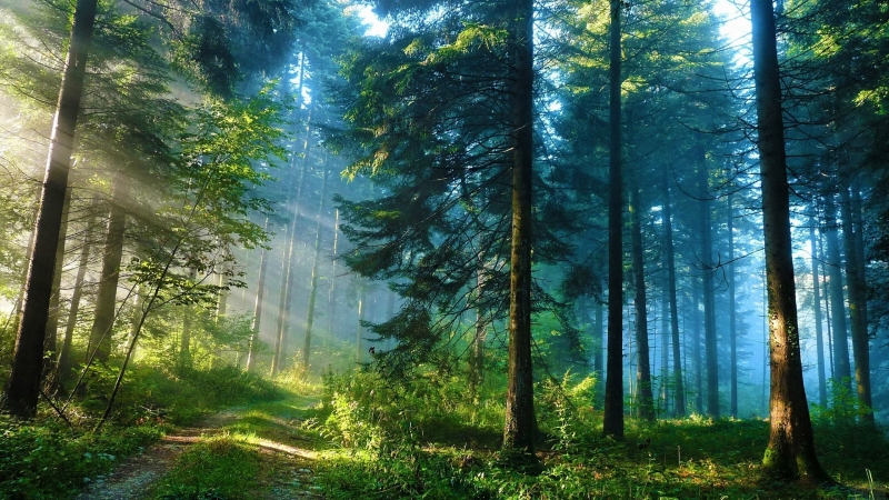 fond écran hd paysage route forestière en été traversée par des rayons de soleil wallpaper forest with sun