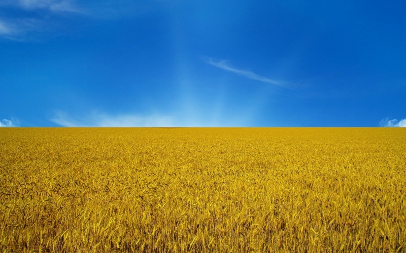 Drapeau pays Ukraine ciel bleu et blés wallpaper
