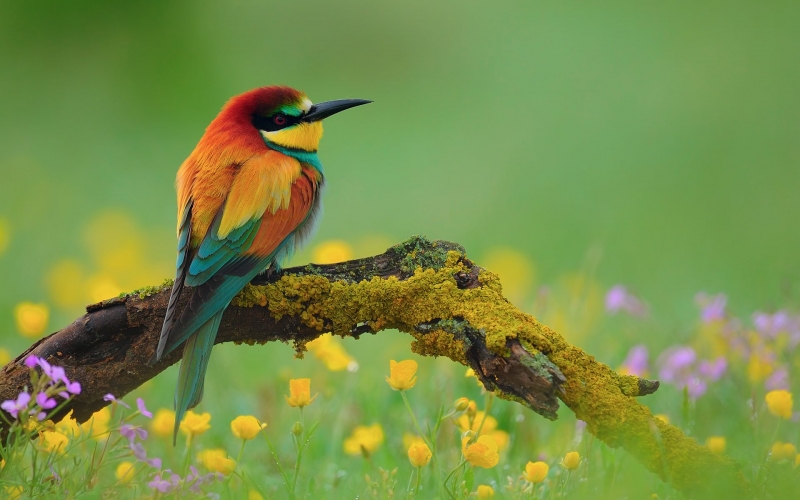 Fond d'écran HD oiseau guêpier d'Europe plumage coloré nature animal