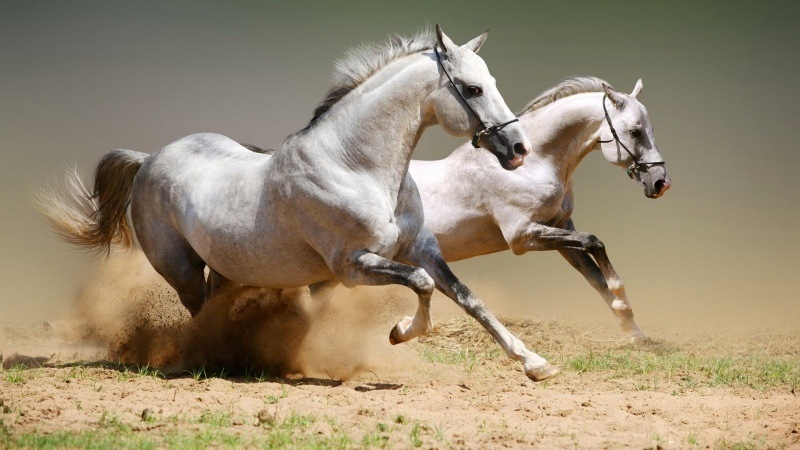 fond écran chevaux robe blanche et grise wallpaper hd white horses free image desktop PC bureau Windows
