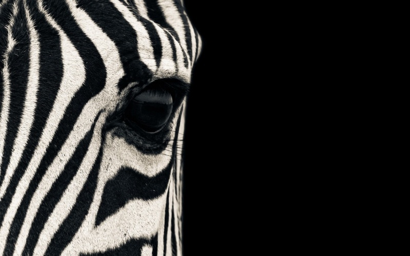 Fond écran animal zebre sauvage regard wallpaper PC bureau Windows HD zebra stripes eyes