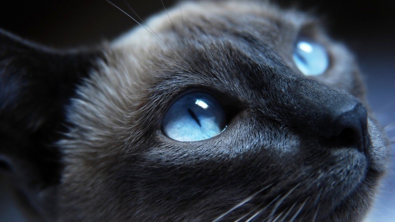 Chat siamois yeux  regard bleu wallpaper