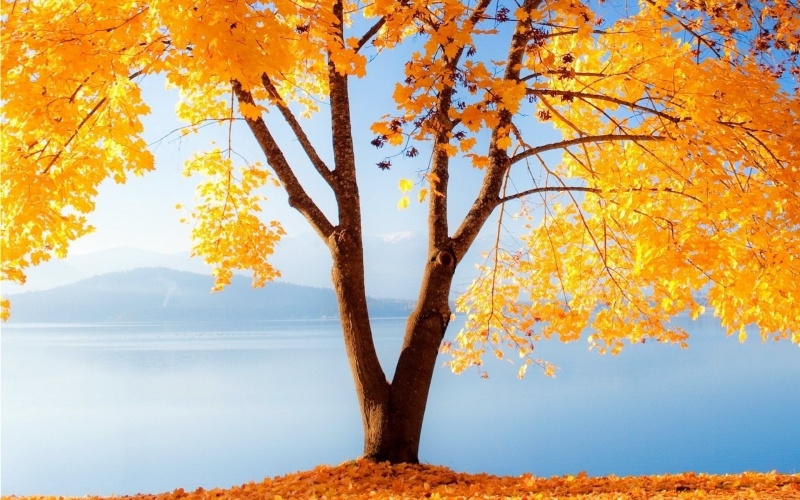 fond d'écran paysage HD nature automne érable feuillage jaune photo sur lac soleil lumière wallpaper gratuit