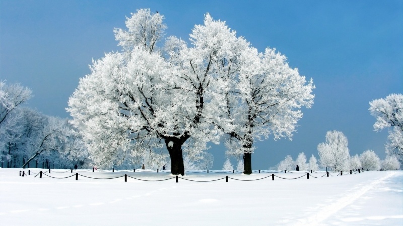 wallpaper arbre blanc gel neige parc