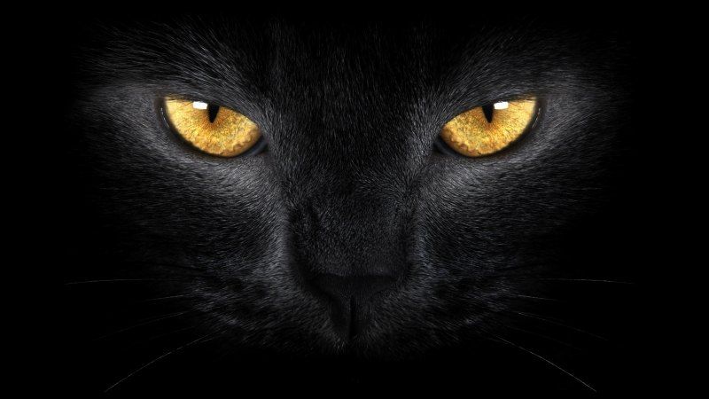fond écran HD animal chat noir regard doré wallpaper black cat golden eyes