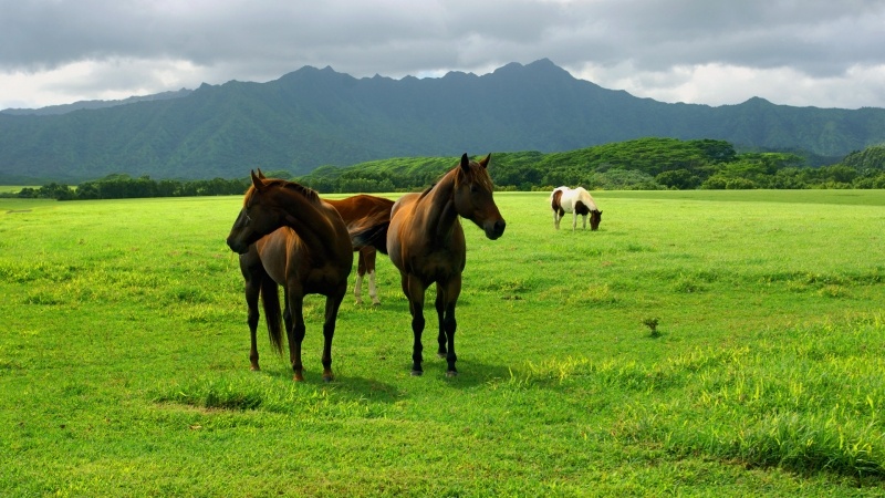 Fond d'écran hd chevaux dans prairie verte télécharger photo gratuite
