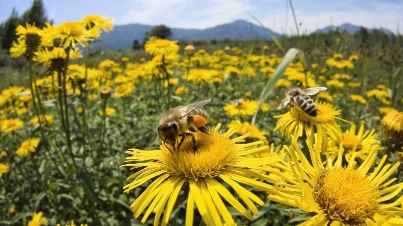 Fond d'écran photo abeilles qui butinent des fleur jaune dans une prairie télécharger gratuitement
