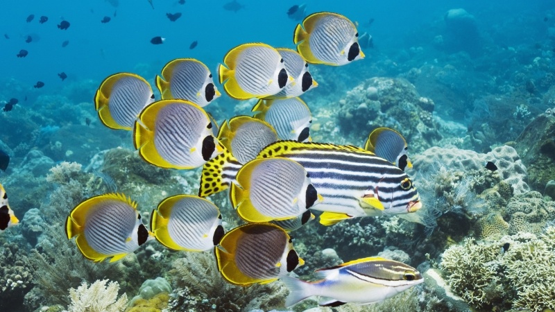 Fond d'écran poissons exotiques dans un atoll corallien photo image pour PC Smartphone tablette mobile télécharger gratuit