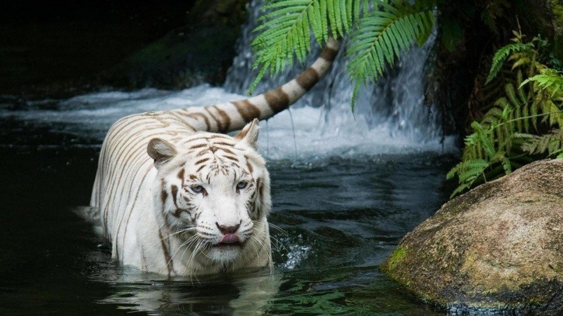 Fond d'écran HD animal tigre blanc marchant près d'une chute d'eau télécharger wallpaper gratuitement pour votre PC Ma