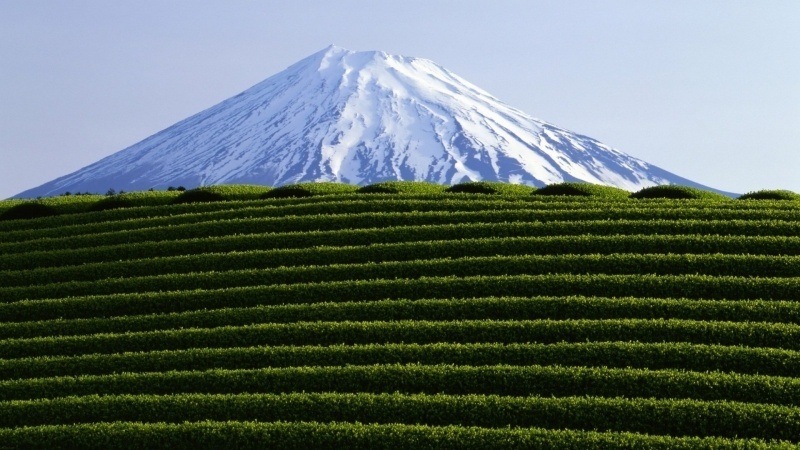 Fond écran HD culture du thé Japon mont Fuji sommet enneigé téléchargement gratuit wallpaper PC Mac OS tablette photo