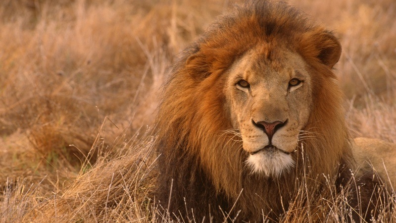 Fond d'écran HD animaux sauvage dans la savane lion tête télécharger gratuitement wallpaper PC Mac smartphone tablette