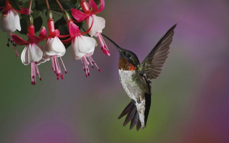 Fond d'écran HD oiseau colibri qui butine une fleur télécharger gratuitement wallpaper PC Mac smartphone tablette