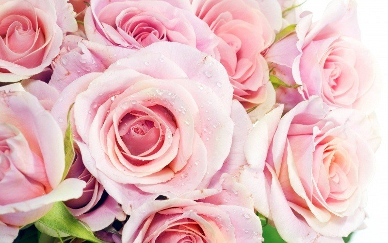 Fond d'écran HD fleurs bouquet de roses télécharger gratuitement wallpaper PC Mac smartphone tablette